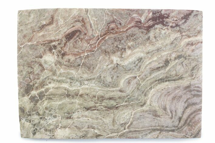 Polished, Neoproterozoic Stromatolite (Conophyton) - Morocco #377225